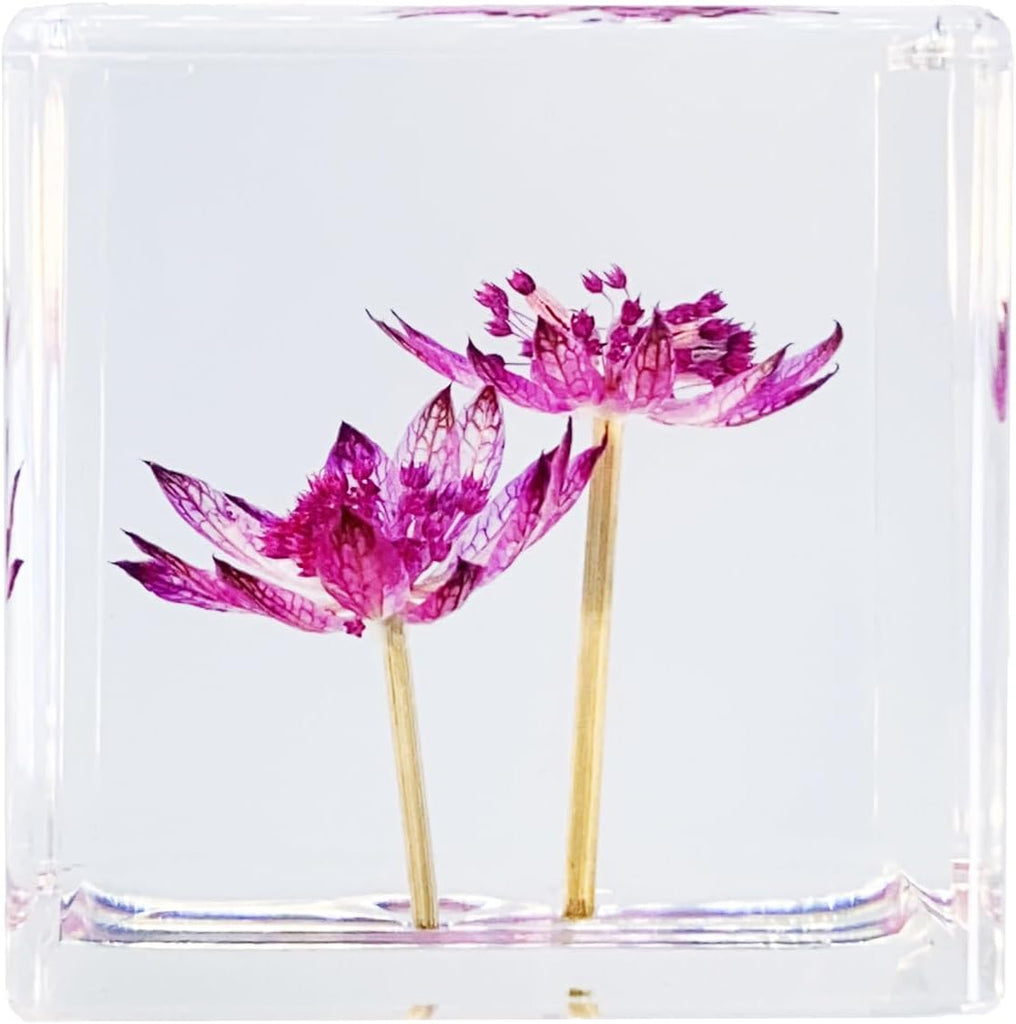 Bon Cube Real Flower Desk Accessory Mini Resin Cube – Flower in Resin with 3D Preserved Purple Astrantia (Masterwort), D