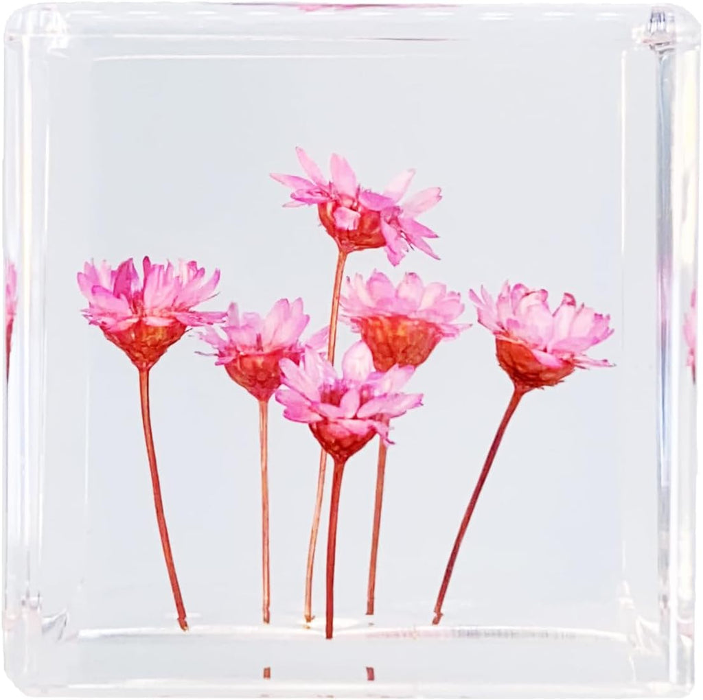 Bon Cube Real Flower Desk Accessory Mini Resin Cube – Flower in Resin with Decorative 3D Preserved Pink Starflowers, Des