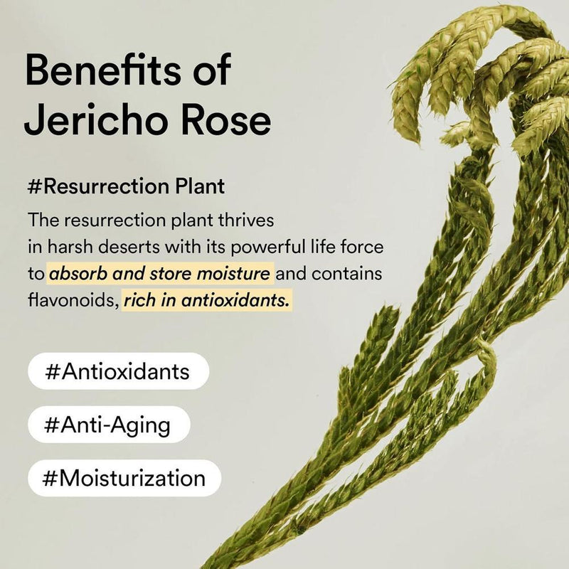 Abib Crema de Ojos con Colágeno y Rosa de Jericó, Reduce Ojeras, Hinchazón y Líneas Finas
