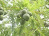 25 DAWN REDWOOD SEEEDS - Metasequoia glyptostroboides