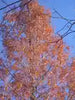 25 DAWN REDWOOD SEEEDS - Metasequoia glyptostroboides