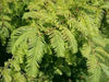 25 DAWN REDWOOD SEEEDS - Metasequoia glyptostroboides