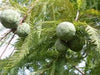 25 DAWN REDWOOD SEEEDS - Metasequoia glyptostroboides