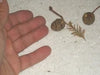 25 DAWN REDWOOD SEEEDS - Metasequoia glyptostroboides