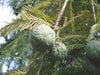 25 DAWN REDWOOD SEEEDS - Metasequoia glyptostroboides