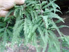 25 DAWN REDWOOD SEEEDS - Metasequoia glyptostroboides