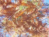 25 DAWN REDWOOD SEEEDS - Metasequoia glyptostroboides