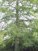 25 DAWN REDWOOD SEEEDS - Metasequoia glyptostroboides