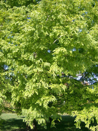 25 DAWN REDWOOD SEEEDS - Metasequoia glyptostroboides