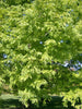 25 DAWN REDWOOD SEEEDS - Metasequoia glyptostroboides