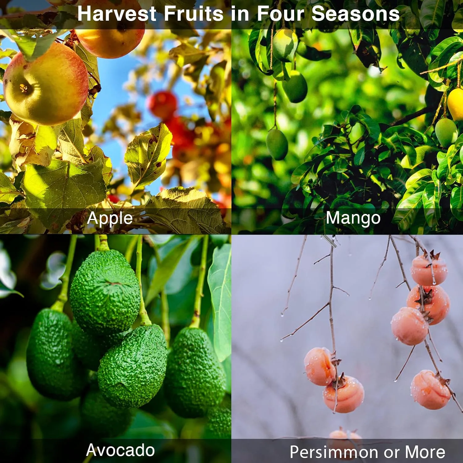 DonSail Fruit Picker Pole with Basket Telescoping, Citrus Orange Picker Pole with Basket 35-150 inch Long Handle, Mango Avocado Fig Acorn Pear Pomelo Chery Lemon Picker for Tree