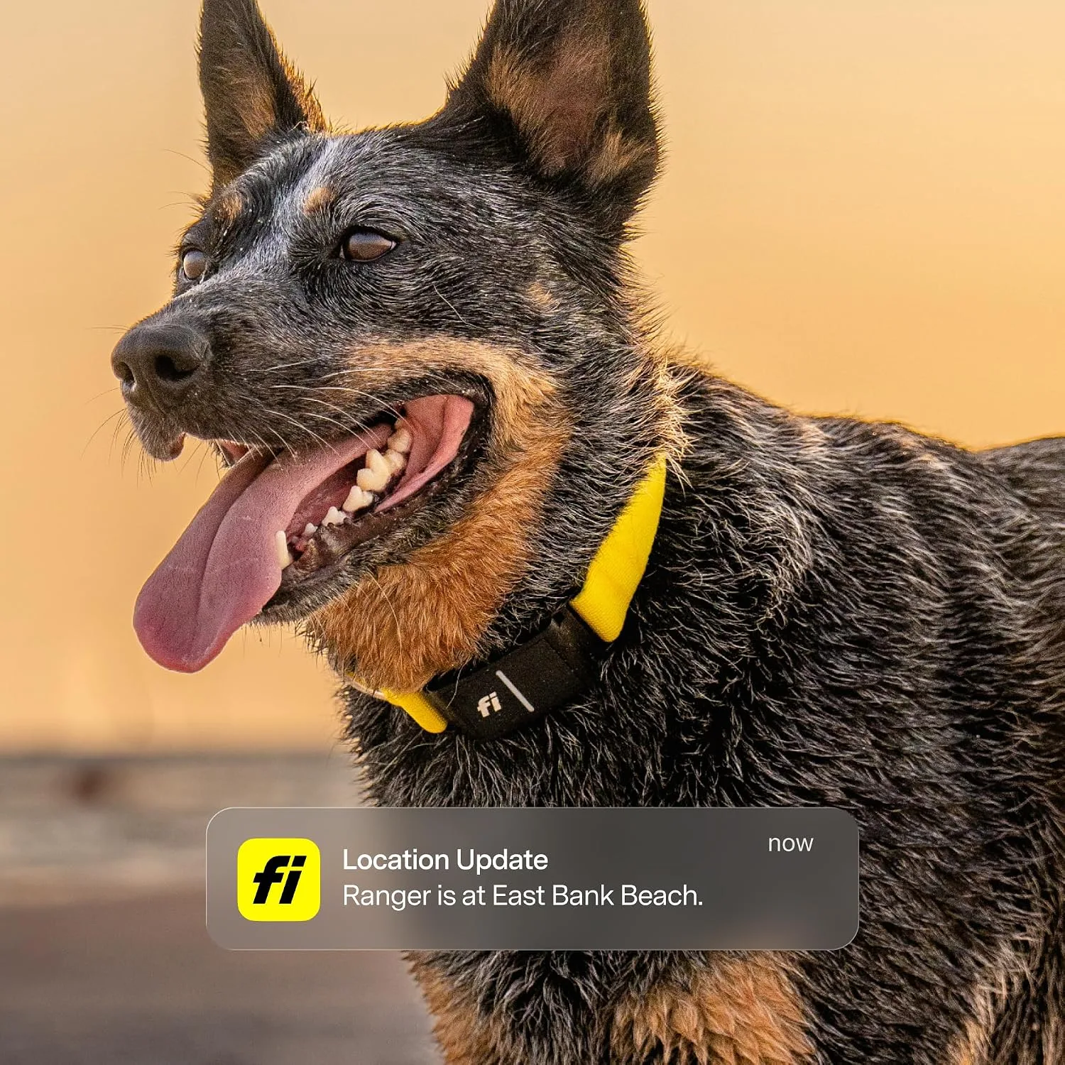 Fi Series 3+ GPS Dog Collar & Tracker, Membership Required, Gray M