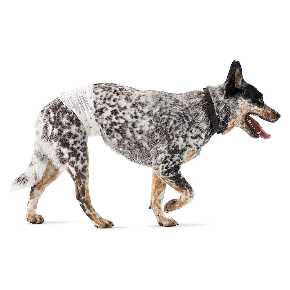 Amazon Basics Pañales desechables para perros machos, tamaño mediano, paquete de 30